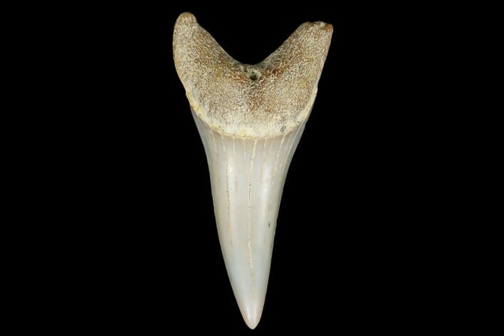Fossil Shark (Carcharodon hastalis) Tooth - Bakersfield, CA #178719